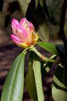 Opening bud of Rhododendron x geraldii in March