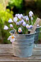 Crocus 'Blue Pearl' in metal container in early Spring 