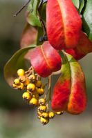 Photinia davidiana syn. stranvaesia