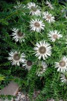 Carlina acaulis - Stemless Carline Thistle or Silver Thistle