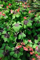 Oxalis tetraphylla 'Iron Cross', syn. O. deppei - Iron Cross