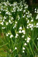 Leucojum vernum - Snowflakes