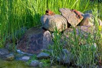 Sunlight on granite boulders with rusty metal frogs in a natural swimming pool. Planting of Ranunculus lingua and Scirpus 