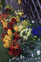 Colourful Spring border with bedding and bulbs - Muscari armeniacum, Alyssum saxatile and Anthemis cupaniana