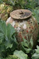 Beautifully weathered terracotta forcing pot amongst seakale plants