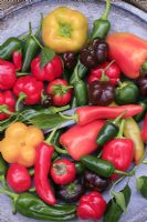 Freshly harvested sweet peppers and chillies 'Friggitello', 'Antohi Romanian', 'Jalapeno', 'Blocky' and 'Hungarian Hot Wax' 