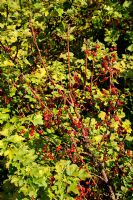 Ribes rubrum - Redcurrants. Fungus damage on shrub