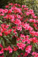 Rhododendron 'Winsome', AGM. 