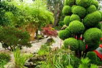 Cloud pruned conifer in the Japanese garden along with acers and bamboos. The Croft, Yarnscombe, Devon, UK