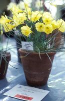 Narcissus bulbocodium pallidus - Alpine Show, Kent, April 2006
