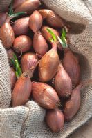 Shallots in a hessian sack