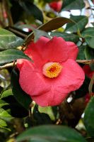 Camellia japonica 'Jupiter' - Japanese Camellia