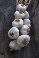 Plaited Garlic 'Solent Wight' 