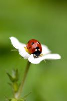 Ladybird sitting on a strawberry flower