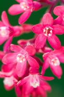 Ribes sanguineum -Flowering Currant