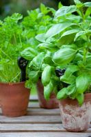 Herbs growing in pots. Basil and Parsley