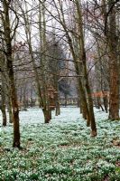 Galanthus nivalis - Snowdrops at Welford Park, Berkshire