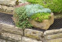 Thymus, Saxifraga and Dianthus in a alpine moulded trough on reclaimed floor heating church grill and wall - Brocklebank Road, Southport, Lancashire NGS