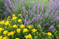 Lavandula angustifolia 'Hidcote Blue' and Buphthalmum salicifolium