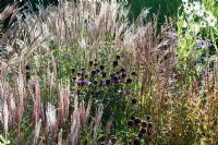 Miscanthus sinensis 'Yakushima Dwarf' and Monarda fistulosa 'Gewitterwolke' seadheads