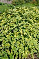Salvia officinalis 'Icterina' - Golden Sage