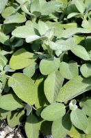 Salvia officinalis 'Berggarten' - Sage