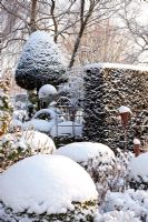 Lavandula, Taxus and Buxus topiary - Winter Garden and Nursery