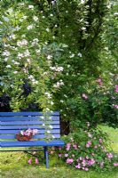 Blue wooden bench with Rosa 'Helenae' and Rosa 'Raubritter' climbing up tree