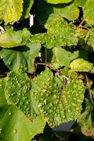 Vitis coignetiae - Crimson Glory Vine, blister aphids damage to leaves
