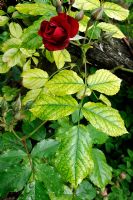 Signs of chlorosis on rose leaves due to iron deficiency