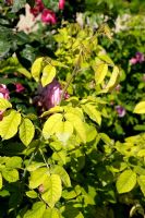 Signs of chlorosis on rose leaves due to iron deficiency