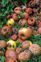 Fallen apples rotting on the ground