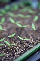 Cheyenne pepper seedlings