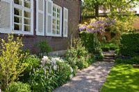 A gravel path long the manor house brick wall with white shutters, leading towards a passage through a hornbeam hedge with Wisteria arch and steps. Other planting includes Aquilegia, Buxus, Carpinus betulus, Hibiscus syriacus, Paeonia suffruticosa, Persicaria bistorta and Wisteria sinensis - The Manor House, Germany