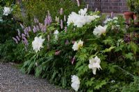 Aquilegia, Lamprocapnos spectabilis, Hibiscus syriacus, Paeonia suffruticosa and Persicaria bistorta - The Manor House, Germany