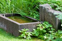 A small water trough and Fragaria vesca - The Manor House