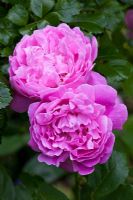 Rosa 'Gertrude Jekyll' 