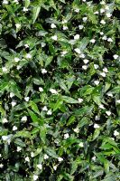 Gibasis pellucida, syn. Tradescantia multiflora - Tahitian Bridal-Veil
