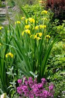 Iris pseudacorus - Yellow Flag Iris at pond edge