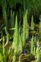 Hippuris vulgaris - Common Mare's Tail