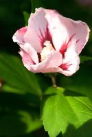 Hibiscus syriacus 'Woodbridge', AGM - RHS Garden Wisley, Woking, Surrey, UK