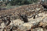 Vitis vinifer - Ancient Grape vines on terraced Mediterranean vineyard