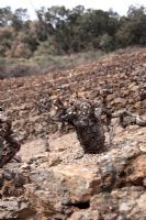 Vitis vinifer - Ancient Grape vines on terraced Mediterranean vineyard
