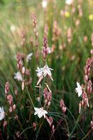 Asphodelus fistulosus - Onion-leafed asphodel