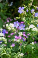 Geranium pratense 'Mrs Kendall Clark'  and Astrantia major 'Sunningdale Variegated'