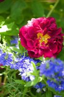 Rosa 'Tuscany' and Veronica 'Royal Blue'