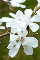 Magnolia kobus var loebneri 'Merrill'. Caerhays Castle, Cornwall