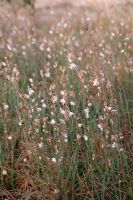 Asphodelus fistulosus - Onion-leafed asphodel