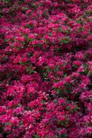 Rhododendron 'Rubinetta'