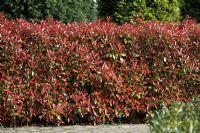Photinia 'Red Robin' hedge